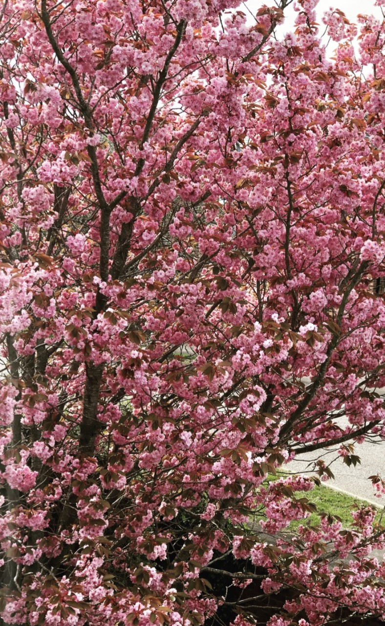 Cherry Blossom Tree in our front garden